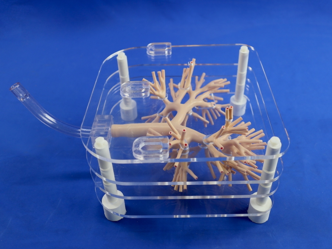 Bronchoscopy Training Model preclinicsim